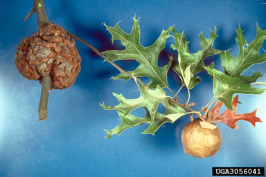 large oak-apple gall (Amphibolips confluenta ) on Nuttall oak (Quercus texana ) - 3056041