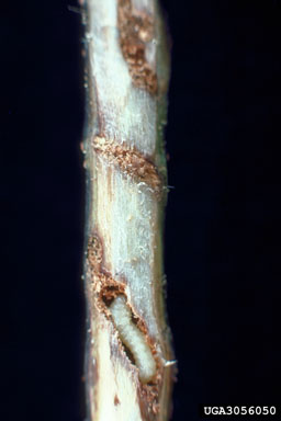 willow shoot sawfly, Janus abbreviatus  (Hymenoptera: Cephidae) - 3056050