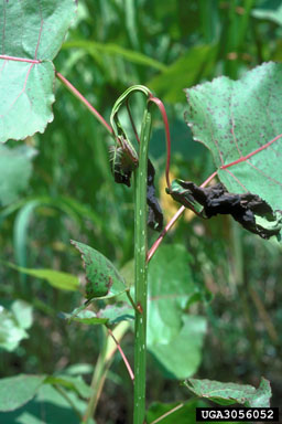 willow shoot sawfly (Janus abbreviatus ) on eastern cottonwood (Populus deltoides ssp. deltoides) - 3056052