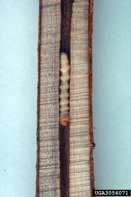 sassafras borer, Oberea ruficollis  (Coleoptera: Cerambycidae) - 3056071