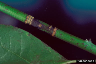 sassafras borer (Oberea ruficollis ) on sassafras (Sassafras albidum ) - 3056073