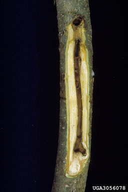 dogwood twig borer (Oberea tripunctata ) on flowering dogwood (Cornus florida ) - 3056078