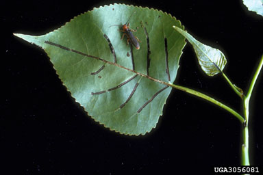 poplar twig borer (Oberea delongi ) on eastern cottonwood (Populus deltoides ssp. deltoides) - 3056081