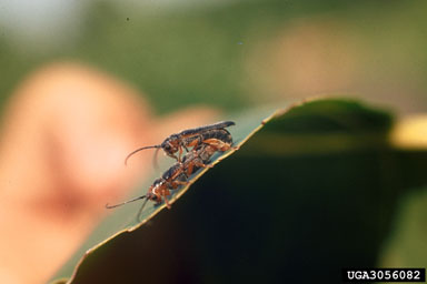 poplar twig borer, Oberea delongi  (Coleoptera: Cerambycidae) - 3056082