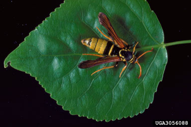 western poplar clearwing (Paranthrene robiniae ) on eastern cottonwood (Populus deltoides ssp. deltoides) - 3056088