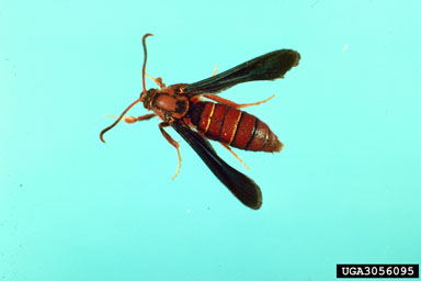 cottonwood clearwing borer, Paranthrene dollii  (Lepidoptera: Sesiidae) - 3056095
