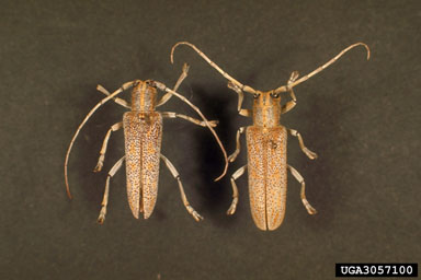poplar borer, Saperda calcarata  (Coleoptera: Cerambycidae) - 3056100
