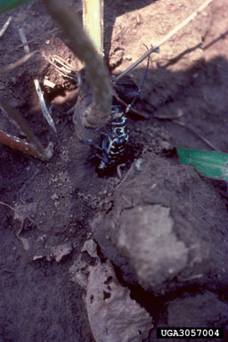 cottonwood borer (Plectrodera scalator ) on eastern cottonwood (Populus deltoides ssp. deltoides) - 3057004
