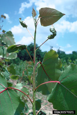 poplar leafcurl midge (Prodiplosis morrisi ) on eastern cottonwood (Populus deltoides ssp. deltoides) - 3057021