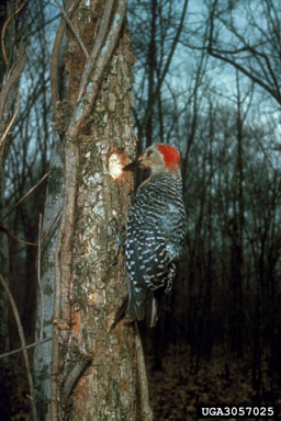 red-bellied woodpecker, Melanerpes carolinus  (Piciformes: Picidae) - 3057025