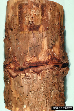 carpenterworm (Prionoxystus robiniae ) on American sycamore (Platanus occidentalis ) - 3057027