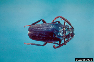 giant root borers, Prionus spp.  (Coleoptera: Cerambycidae) - 3057038