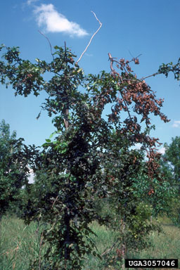 southeastern gray twig pruner (Anelaphus villosus ) on Nuttall oak (Quercus texana ) - 3057046