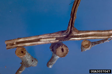 southeastern gray twig pruner (Anelaphus villosus ) on oak (Quercus spp. ) - 3057047