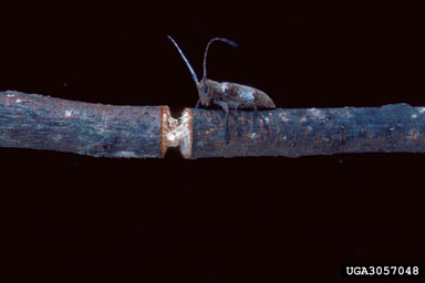 twig girdler (Oncideres cingulata ) on pecan (Carya illinoinensis ) - 3057048