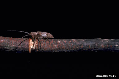 twig girdler (Oncideres cingulata ) on pecan (Carya illinoinensis ) - 3057049