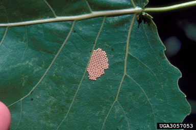 poplar tentmaker, Clostera inclusa  (Lepidoptera: Notodontidae) - 3057053