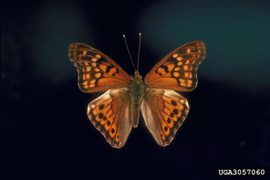 hackberry emperor, Asterocampa celtis  (Lepidoptera: Nymphalidae) - 3057060