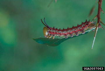 pinkstriped oakworm (Anisota virginiensis ) on oak (Quercus spp. ) - 3057063