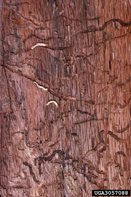 twolined chestnut borer (Agrilus bilineatus ) on oak (Quercus spp. ) - 3057088