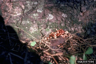 pecan carpenterworm (Cossula magnifica ) on pecan (Carya illinoinensis ) - 3057096