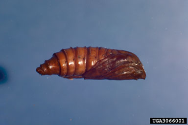 grape root borer, Vitacea polistiformis  (Lepidoptera: Sesiidae) - 3066001