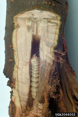 roundheaded apple tree borer, Saperda candida  (Coleoptera: Cerambycidae) - 3066002