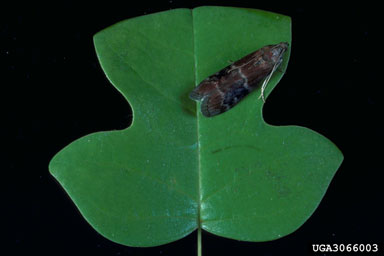tuliptree borer (Euzophera ostricolorella ) on yellow-poplar (Liriodendron tulipifera ) - 3066003