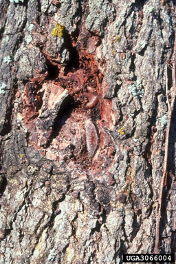 American plum borer (Euzophera semifuneralis ) on sweetgum (Liquidambar styraciflua ) - 3066004