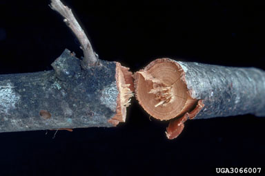 branch pruner, Psyrassa unicolor  (Coleoptera: Cerambycidae) - 3066007