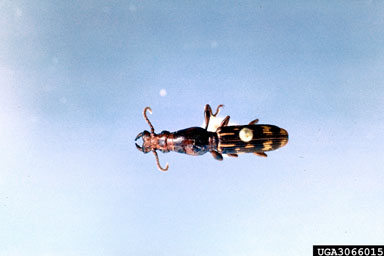 oak timberworm, Arrenodes minutus  (Coleoptera: Brentidae) - 3066015
