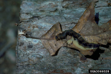 nuclear polyhedrosis virus (Nucleopolyhedrovirus  ) on forest tent caterpillar (Malacosoma disstria ) - 3066028