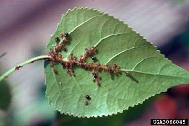 poplar leaf aphid (Chaitophorus populicola ) on eastern cottonwood (Populus deltoides ssp. deltoides) - 3066045
