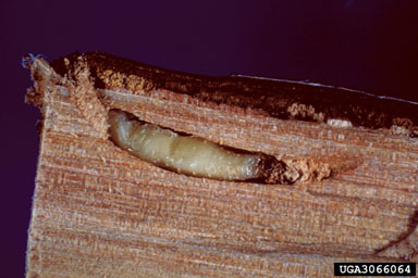bronze birch borer, Agrilus anxius  (Coleoptera: Buprestidae) - 3066064