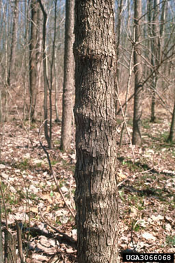 hickory agrilus (Agrilus otiosus ) on pecan (Carya illinoinensis ) - 3066068