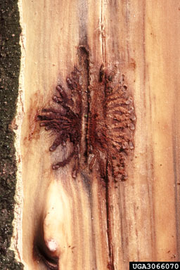 bark beetles (  ) on sugarberry (Celtis laevigata ) - 3066070