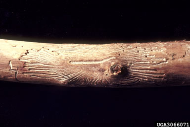 bark beetles (  ) on sugarberry (Celtis laevigata ) - 3066071