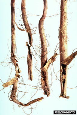 termites (  ) on pecan (Carya illinoinensis ) - 3066073