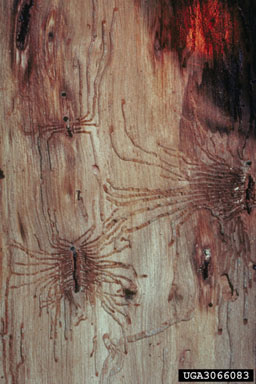 hickory bark beetle (Scolytus quadrispinosus ) on hickory (Carya spp. ) - 3066083