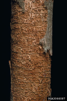eastern ash bark beetle (Hylesinus aculeatus ) on green ash (Fraxinus pennsylvanica ) - 3066087