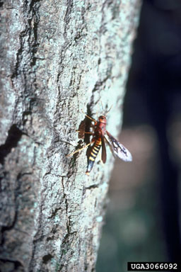 pigeon tremex, Tremex columba  (Hymenoptera: Siricidae) - 3066092