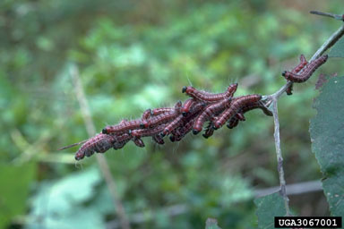 walnut caterpillar, Datana integerrima  (Lepidoptera: Notodontidae) - 3067001