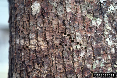 eastern ash bark beetle (Hylesinus aculeatus ) on green ash (Fraxinus pennsylvanica ) - 3067011