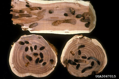locust borer (Megacyllene robiniae ) on black locust (Robinia pseudoacacia ) - 3067015