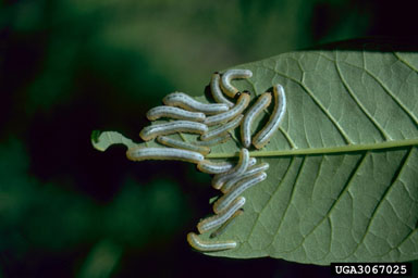 blackheaded ash sawfly (Tethida barda ) on green ash (Fraxinus pennsylvanica ) - 3067025