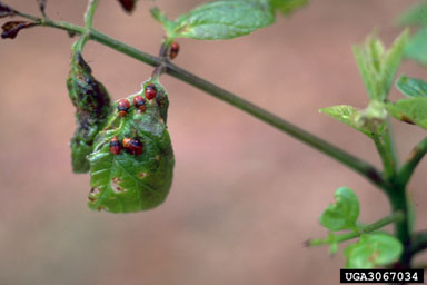 ash plant bug (Tropidosteptes amoenus ) on green ash (Fraxinus pennsylvanica ) - 3067034