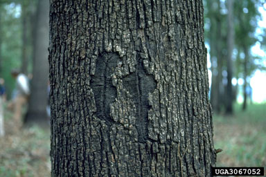 red oak borer (Enaphalodes rufulus ) on overcup oak (Quercus lyrata ) - 3067052
