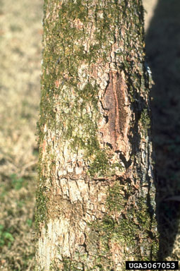 red oak borer (Enaphalodes rufulus ) on overcup oak (Quercus lyrata ) - 3067053