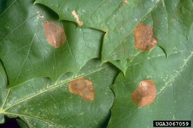 sycamore leaf blotch miner (Ectoedemia platanella ) on American sycamore (Platanus occidentalis ) - 3067059