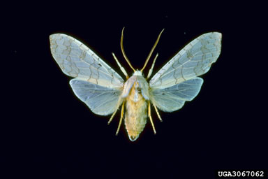 sycamore tussock moth, Halysidota harrisii  (Lepidoptera: Arctiidae) - 3067062